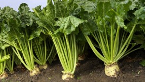 Sugar beet is a root crop and is grown in more temperate parts of the world. This plant stores sugar not in its stalk, but in its root. It is grown throughout Europe, the United States, Canada, China and many more countries.  To find out more, please visit www.absugar.com/what-we-do
