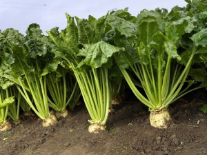 Sugar beet is a root crop and is grown in more temperate parts of the world. This plant stores sugar not in its stalk, but in its root. It is grown throughout Europe, the United States, Canada, Chile, China and many more countries.